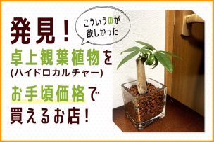 発見！卓上観葉植物(ハイドロカルチャー)をお手頃価格買えるお店